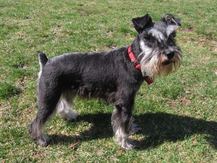 schnauzer miniatura