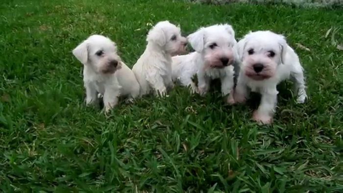 schnauzer miniatura blanco razas de perros pequeños blancos