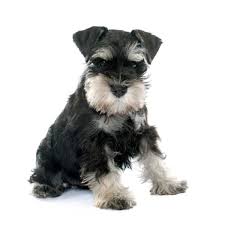 razas de perros pequeños schnauzer miniatura
