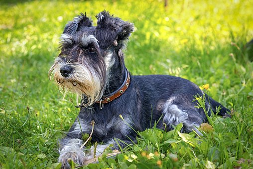 schnauzer miniatura sobre césped