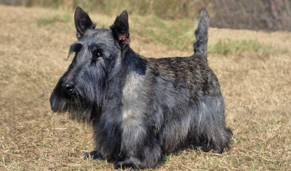 razas de perros pequeños scottish terrier