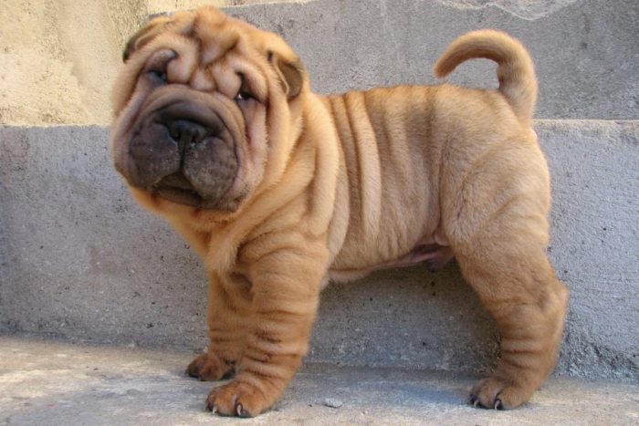 shar pei