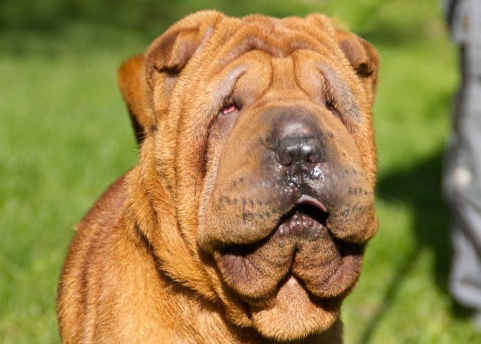 shar pei