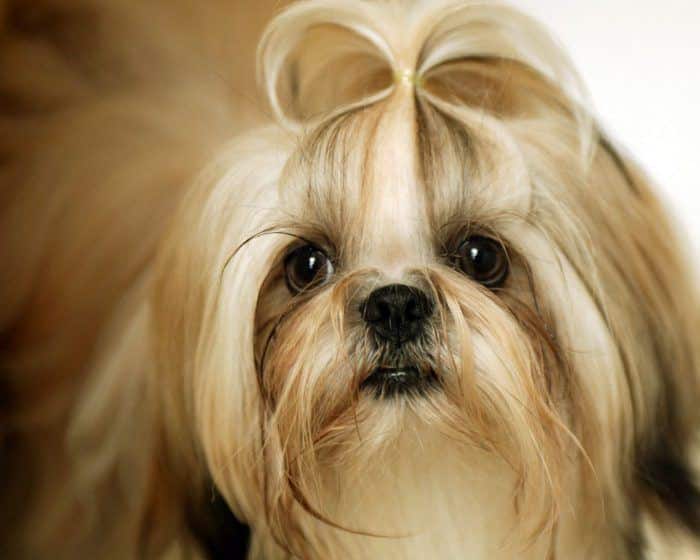 shih tzu