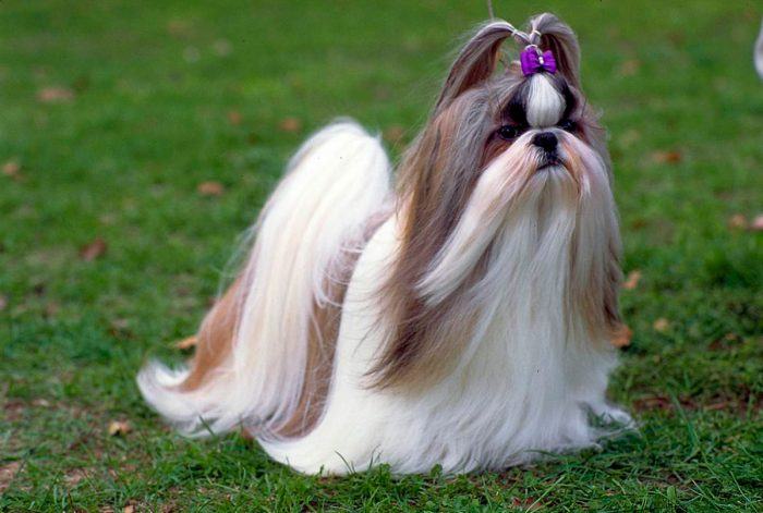 shih tzu caminando sobre cesped