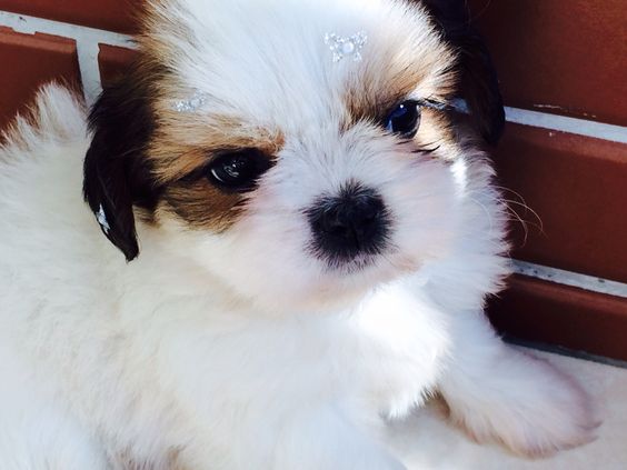 razas de perros pequeños shih tzu