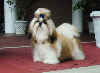 shih tzu