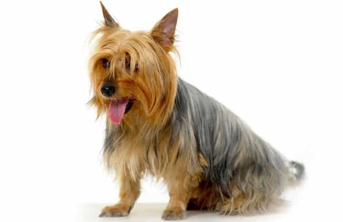 silky terrier
