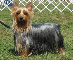 razas de perros pequeños silky terrier australiano