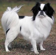 razas de perros pequeños spaniel japones