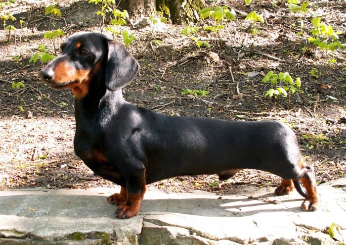 teckel exhibiendo su estructura