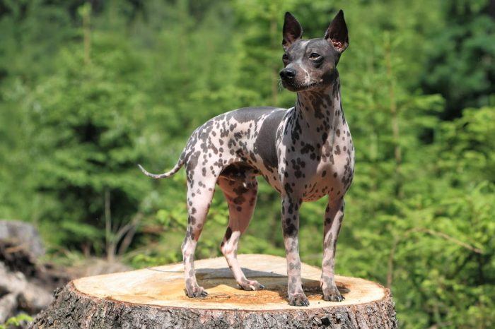 terrier americano sin pelo sobre un tronco