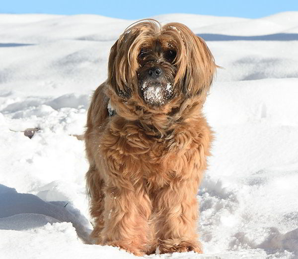 terrier tibetano