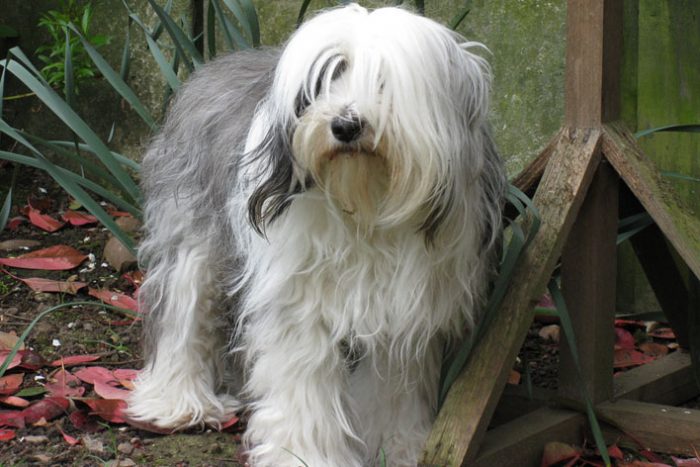 terrier tibetano