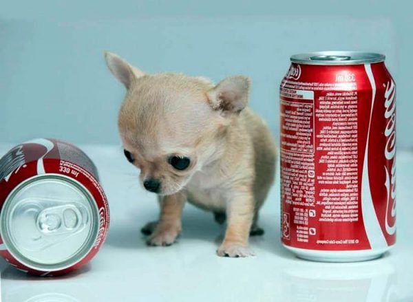 Toudy el perro más pequeño del mundo