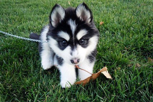 un adorable cachorro husky siberiano de paseo en el parque