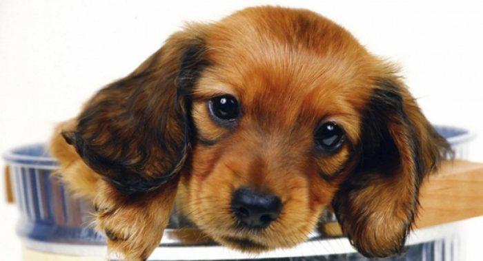 variedad de perros que sueltan poco pelo