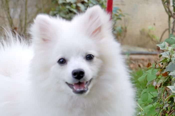 volpino italiano razas de perros pequeños blancos