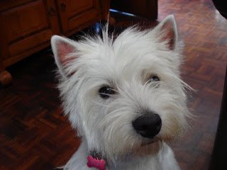 west highland white terrier