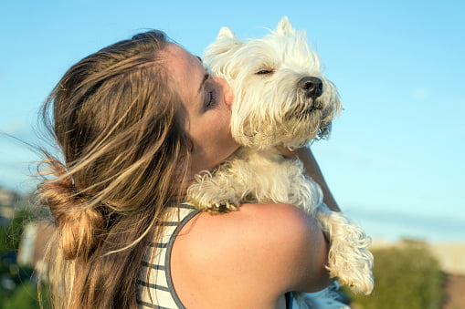 westie west highland white terrier disfrutando el sol y el abrazo de su ama