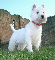razas de perros pequeños westie west highland white terrier