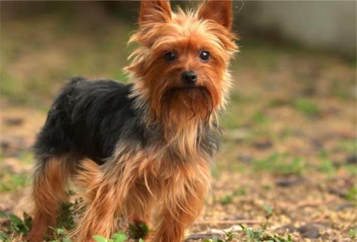 yorkshire terrier