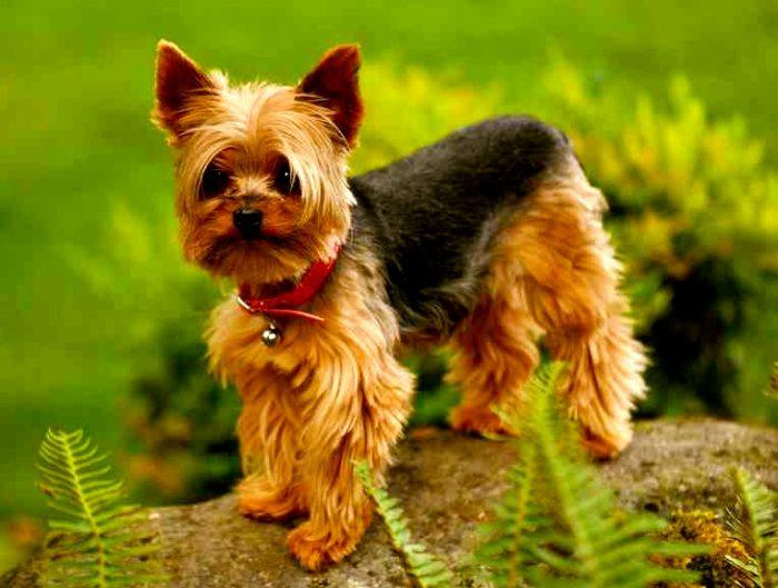yorkshire terrier