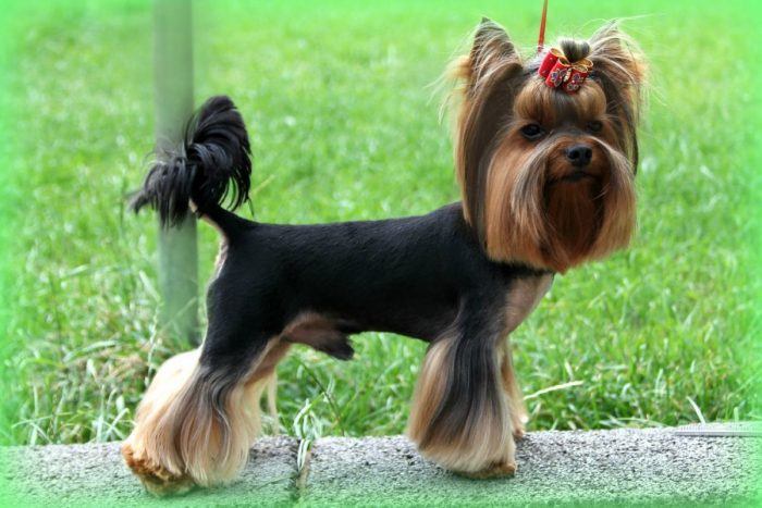 yorkshire terrier estrenando un particular corte de manto