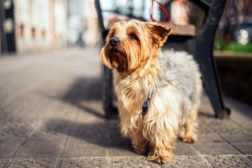 yorkshire terrier junto a una banca