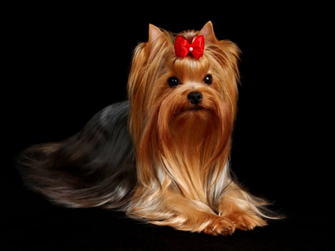 razas de perros pequeños yorkshire terrier toy