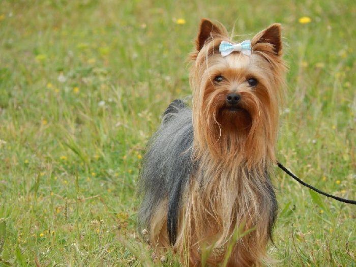 yorkshire terrier uno de esos perros pequenos que no sueltan pelo