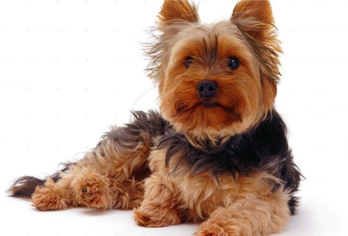 yorkshire terrier yorkie