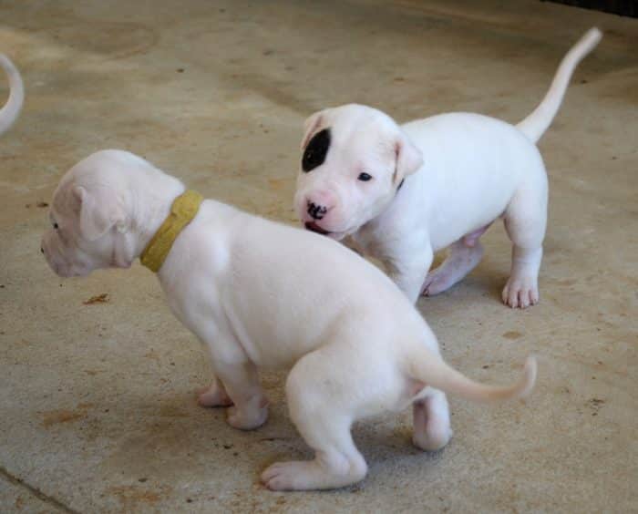 2 cachorros dogo argentino