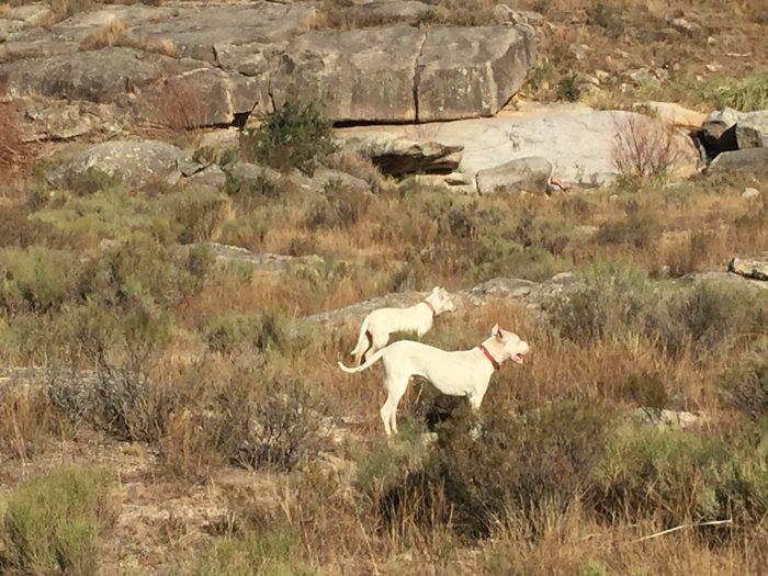 2 dogos argentinos cazando