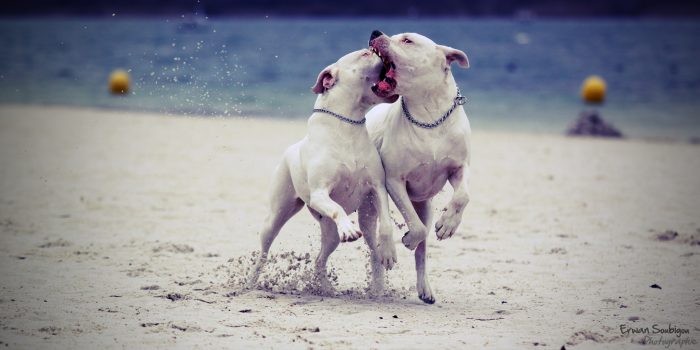 2 dogos argentinos disfrutando en la playa