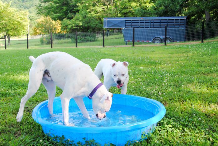2 dogos argentinos refrescándose en una fuente con agua