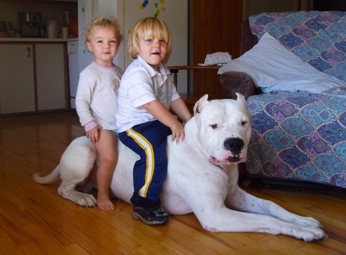 2 niños arriba de un dogo argentino