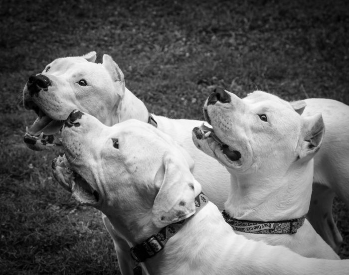 3 dogos argentinos imagen blanco y negro