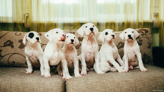 6 cachorros dogo argentino sobre un sofá