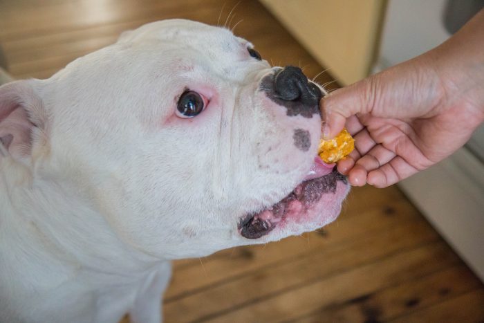 alimentando a un dogo argentino