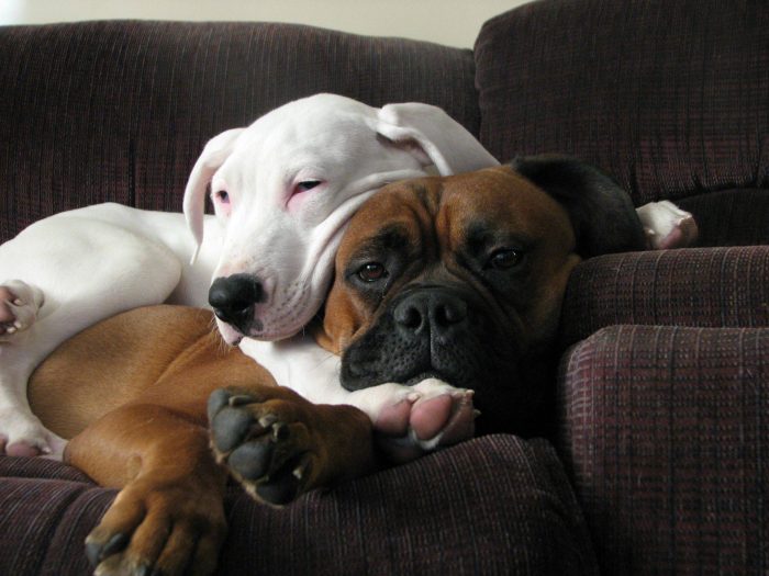 docil dogo argentino descansando