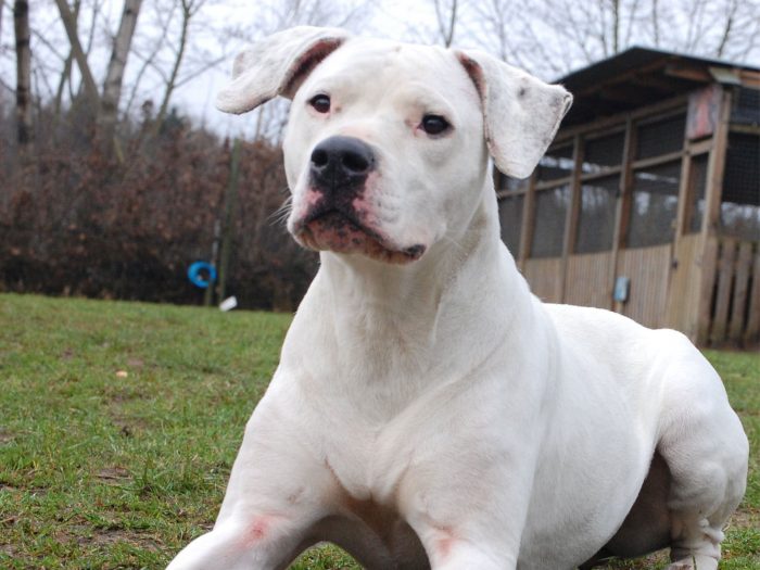 dogo argentino de la casta guaraní