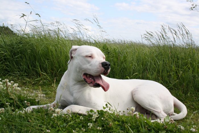 dogo argentino descansando sobre hierba