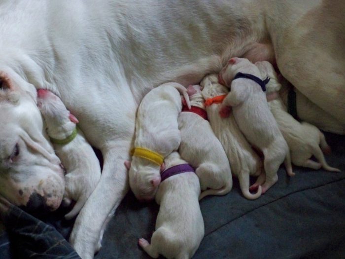 dogo argentino hembra amamantando a su camada