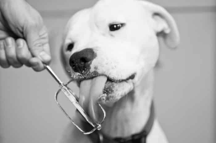 dogo argentino lengueteando un utensilio de cocina