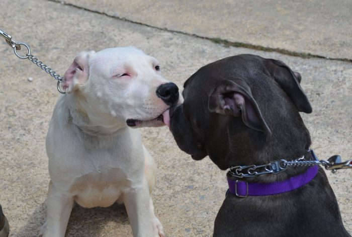 dogo argentino lengueteando a otro perro