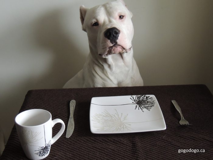 dogo argentino listo para comer