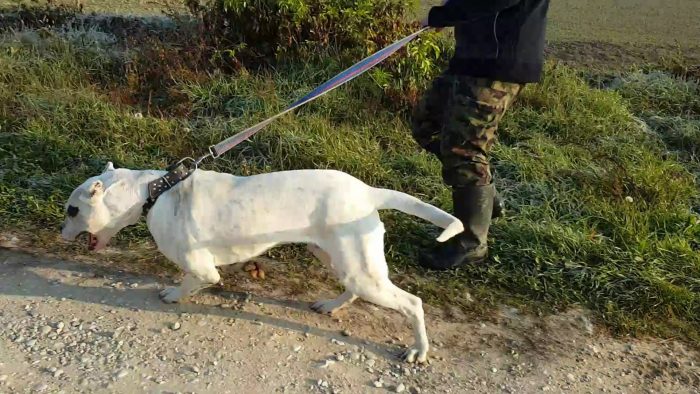 dogo argentino rastreando una presa