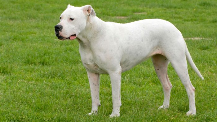 dogo argentino sobre césped observando algo