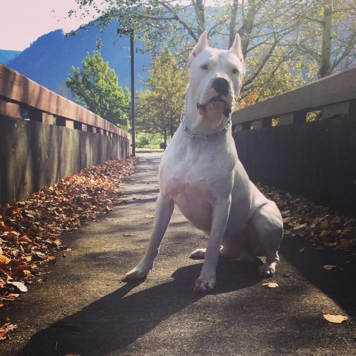 hermoso dogo argentino en un puente